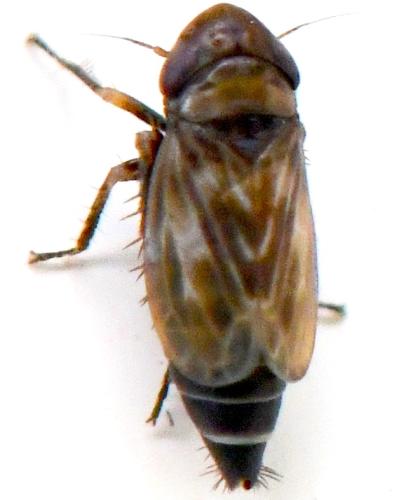 Deltocephalus pulicaris